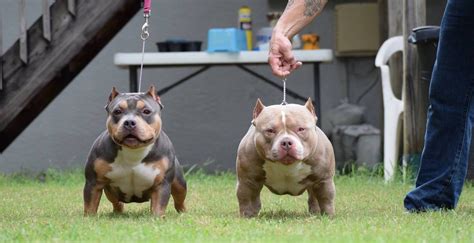 THE BEST POCKET AMERICAN BULLY BREEDERS – Texas Size Bullies | Home of ...