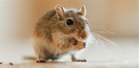 How To Keep And Care For A Pet Gerbils | 2024