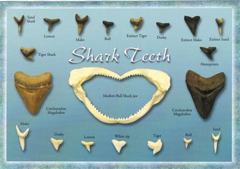 Florida shark teeth postcard - available | The jaw bone in t… | Flickr