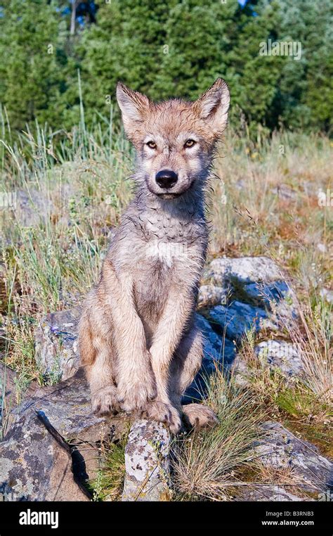 Grey Wolf pup on a rocky ledge Stock Photo - Alamy