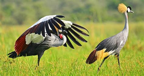 Birding tips and Uganda Bird watching tour advice- African Birding Trips