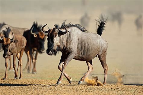 Kenya Animals — Animals That Live in Kenya - WorldAtlas