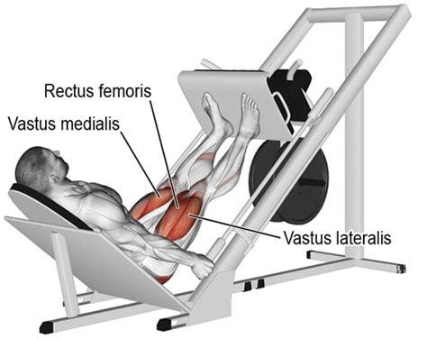 Seated Leg Press Muscles Worked