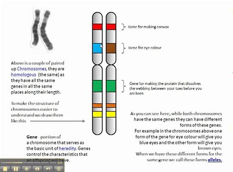 Genes Dna And Chromosomes Explained