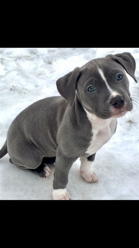 Baby Blue Nose Pitbull Puppies