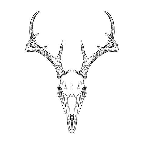 Skull Deer head 14038330 Vector Art at Vecteezy