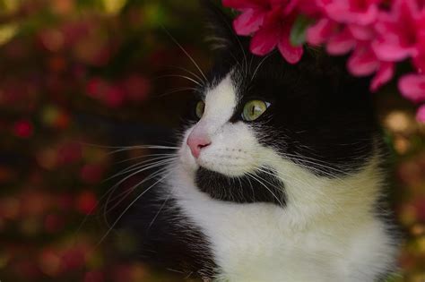 Black And White Tuxedo Cat Photograph by TouTouke A Y