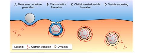 Vesicle formation during clathrin-mediated endocytosis. a The assembly ...