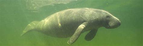 Manatee Anatomy - Animal Facts and Information