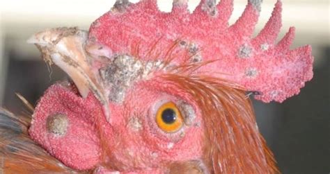 Fowl Pox Disease In Poultry Farming - Aqua4Nations