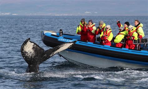 Whale Watching Tour in Husavik by RIB Boat