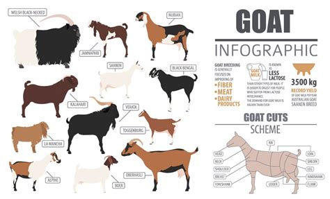 Animal Husbandry Notes On - Types Of Goat Breed - For W.B.C.S. Examination.