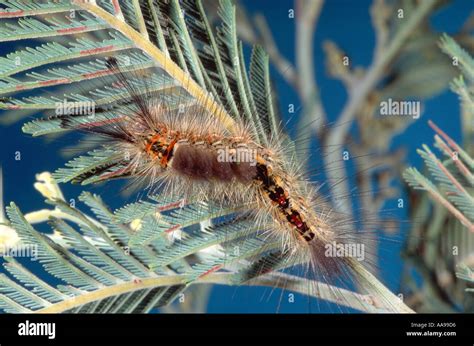 Australian painted apple moth (Teia anartoides) hairy caterpillar on ...