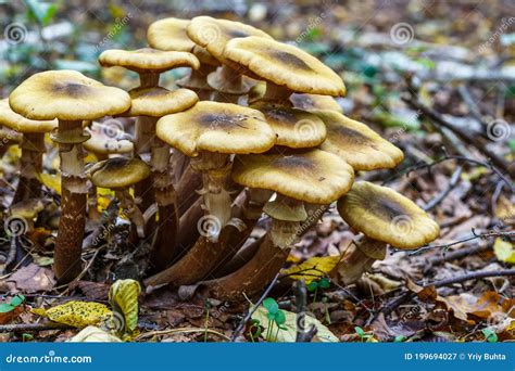 Armillaria Mellea, Commonly Known As Honey Fungus, is a Basidiomycete ...