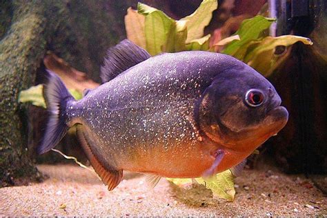 Blue Aqua: Piranhas.