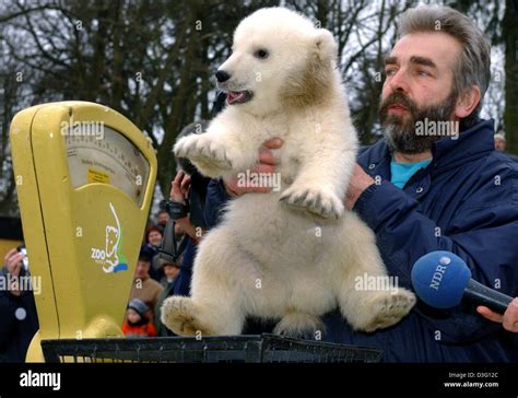 Human interest hum animals polar bear scales microphone weighing baby ...