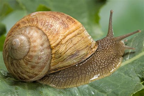 Incredible Collection of 999+ Snail Images in Full 4K Quality