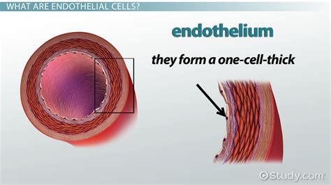 Endothelial Cells | Definition & Function - Lesson | Study.com