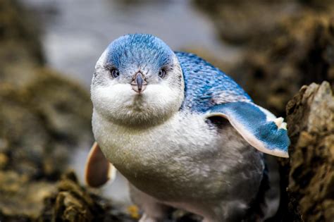 Little Blue Penguins debut at Adventure Aquarium - The Morning Call