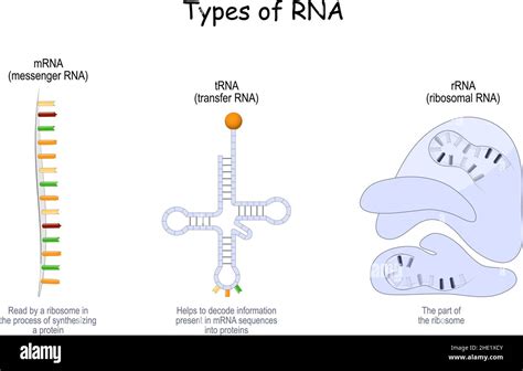 Types of RNA. tRNA for transfer, that helps to decode information ...