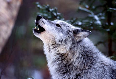 Howling Wolf Wallpaper - WallpaperSafari