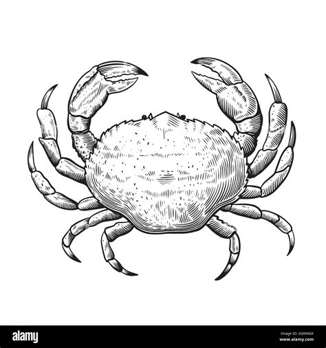 Crustaceans Drawing