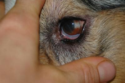 Diagnosed as a dog eye allergy - Organic Pet Digest