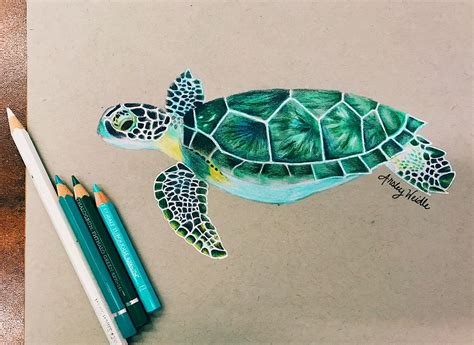 Sea turtle using colored pencil against grey paper. | Turtle drawing ...