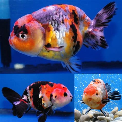 Goldfish - Calico Ranchu Lionhead (Carassius auratus) 4-5cm - Aquarium ...