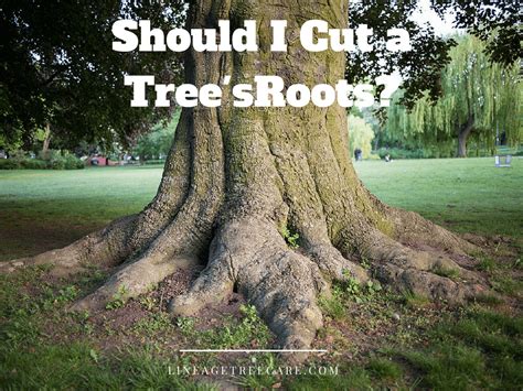 Will Cutting Roots Damage the Tree? - Lineage Tree Care