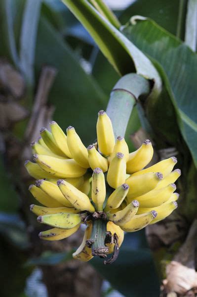 Pisang Serendah / Dwarf Cavendish Banana - Herbalwise Holdings