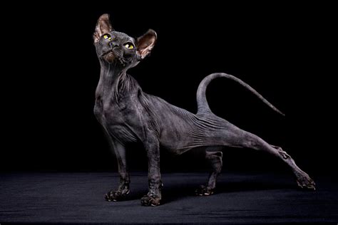 22 Beautiful Black Cat Breeds | Reader's Digest