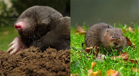 Voles Vs Moles – What are the Differences? - Pest Exterminators