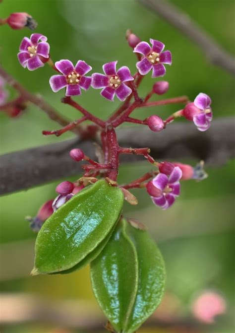 Carambola Facts, Health Benefits and Nutritional Value