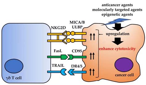 Immunotherapy: How to use Gamma Delta T cells in tumor treatment?