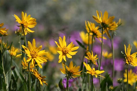 Southern Belle's Adventures: Montana Wildflowers (Macro)