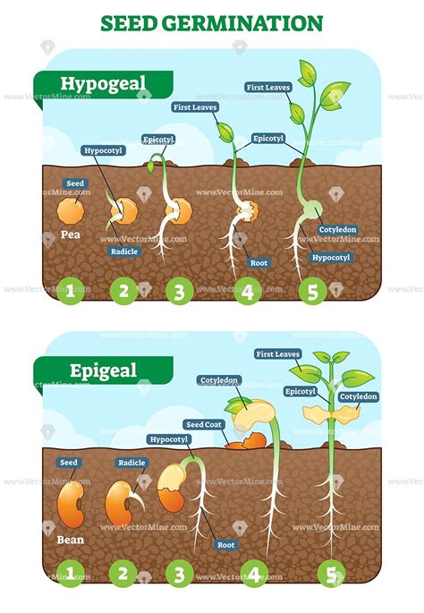 Stages Of Seed Germination Worksheets