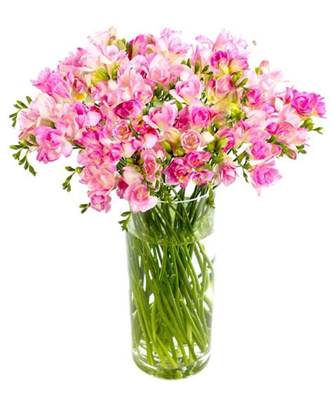 Purple Freesia Flower Meaning | Best Flower Site