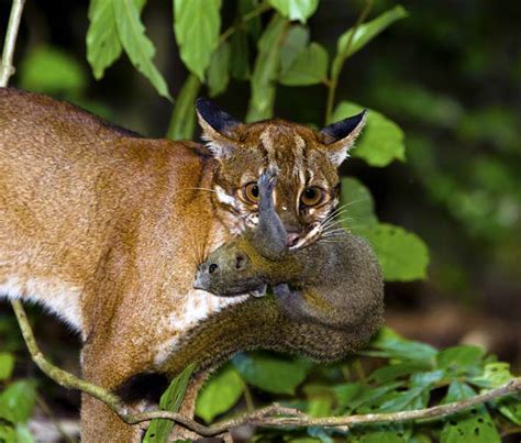 Bay cat – a mysterious cat from Borneo | DinoAnimals.com