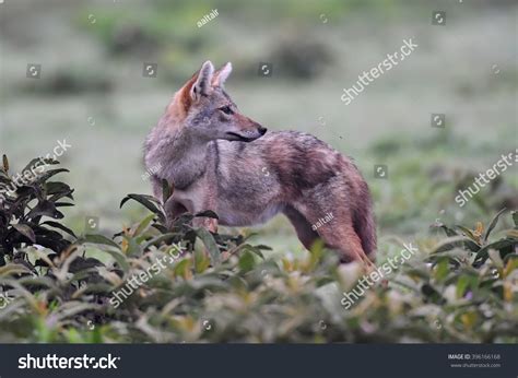 African Golden Wolf Canis Anthus Natural Stock Photo 396166168 ...