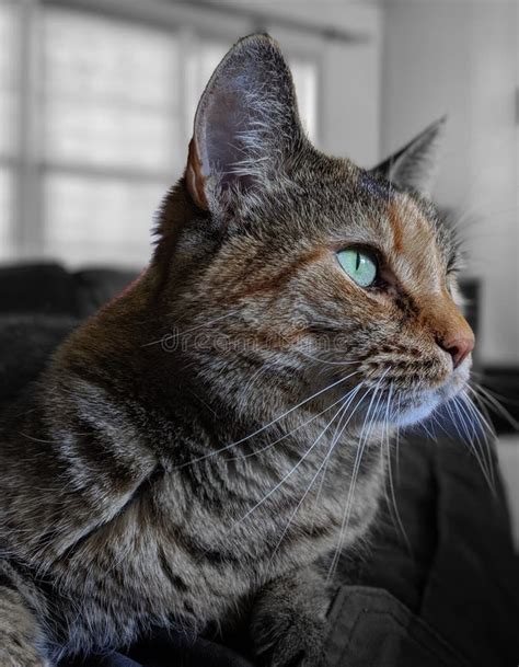 Domestic Torbie Cat Isolated Portrait. Selective Focus and Color Stock ...