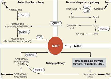 NAD+ in aging, metabolism, and neurodegeneration | Science