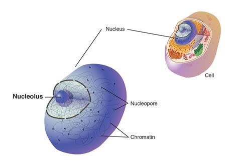 Nucleolus