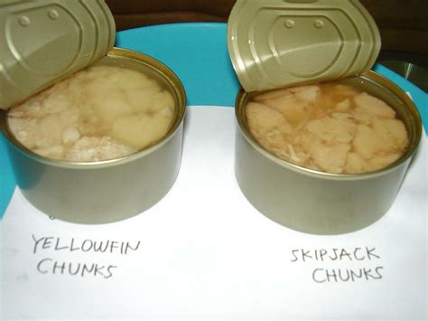 How Strong is Skipjack Tuna Taste Compared to Others? - Tuna Skipjack ...