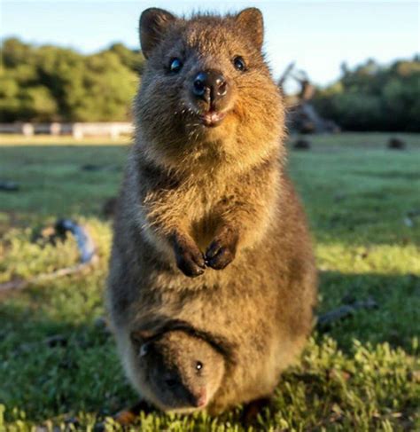 Meet the quokka, the happiest animal in the world! - Yummypets