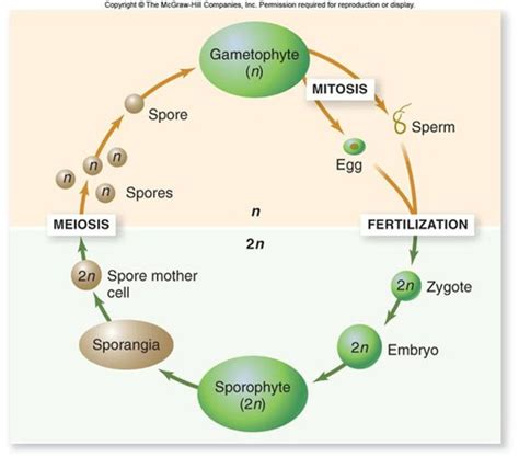 Pinophyta Life Cycle