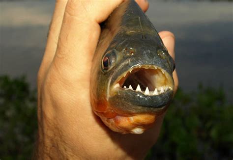 Swimming with Piranhas - Venezuela