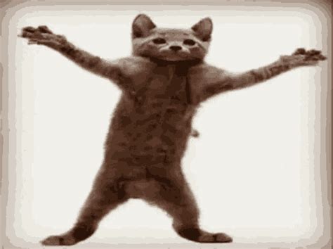 Happy Dance GIF - Happy Dance Cat - Discover & Share GIFs