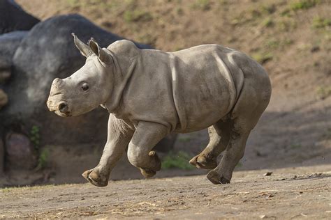 Southern White Rhino Baby 'Future' Now on Exhibit at Safari Park ...