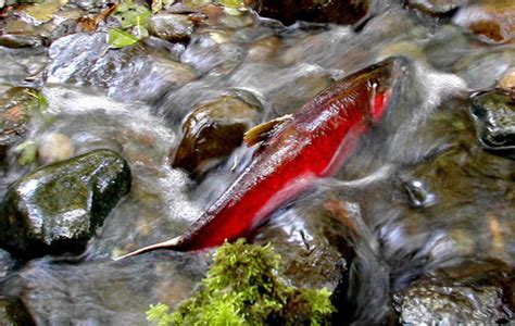 Tide may be turning on farms destroying salmon habitat | The Common ...